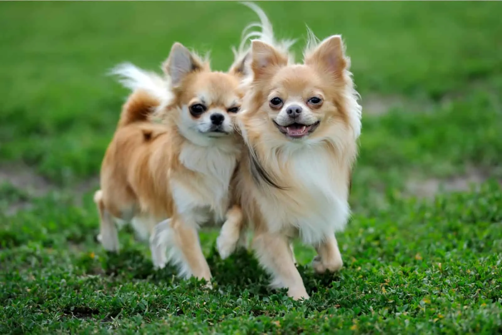 Chihuahuas